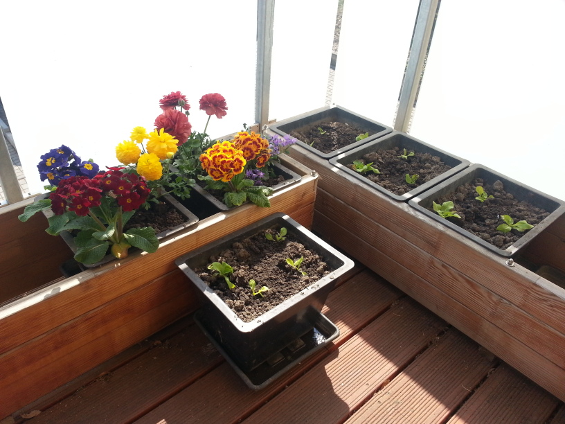 Frühlingsblumen und Salatpflanzen im Balkonkasten