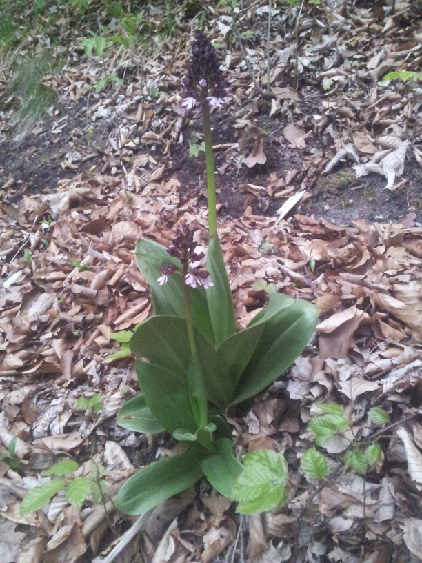 Orchidee »Purpur-Knabenkraut« im Wald