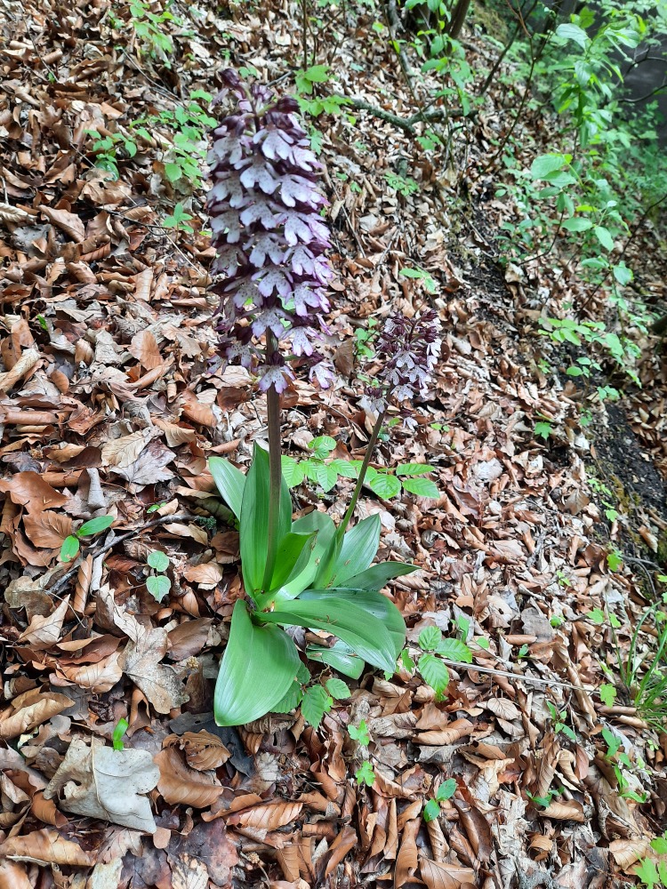 Orchidee »Purpur-Knabenkraut« im Wald