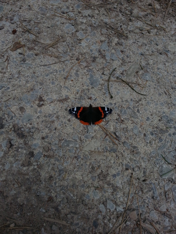 Schmetterling auf einem Waldweg