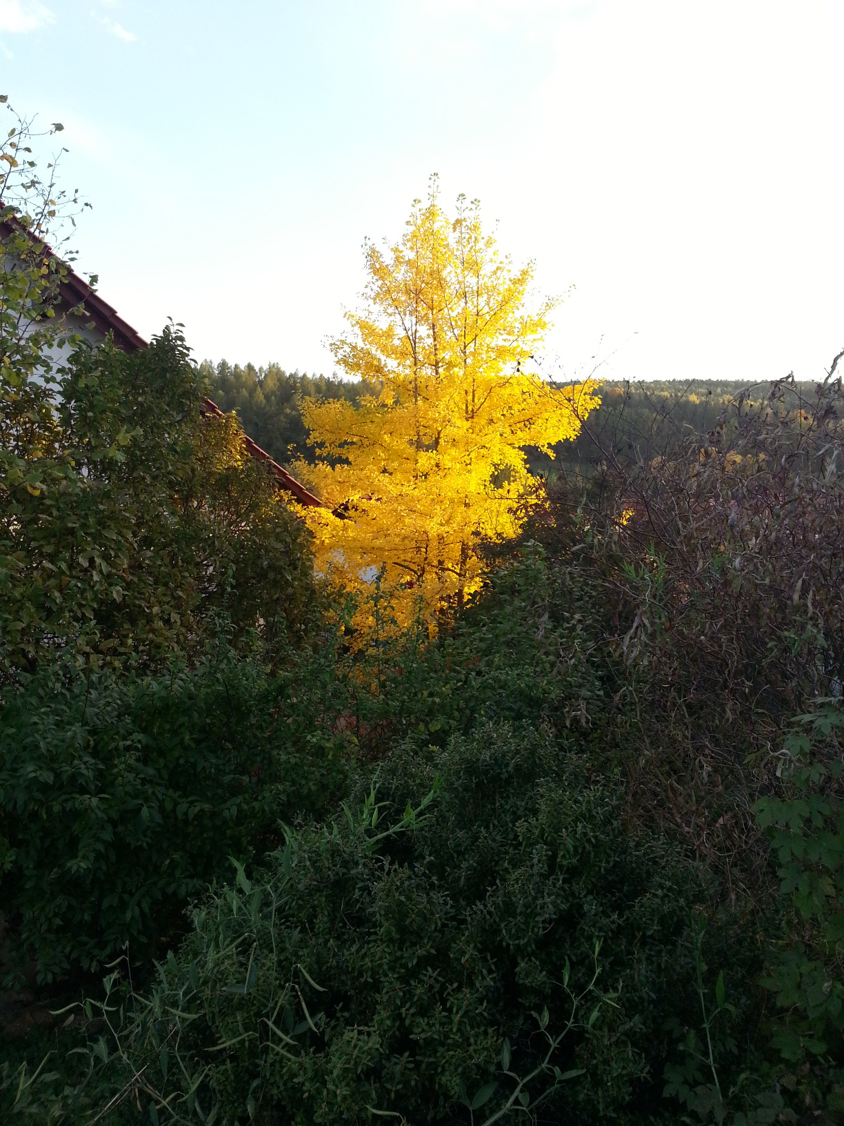 Zurück im Ort leuchtete ein Ginkobaum gelb im Sonnenlicht