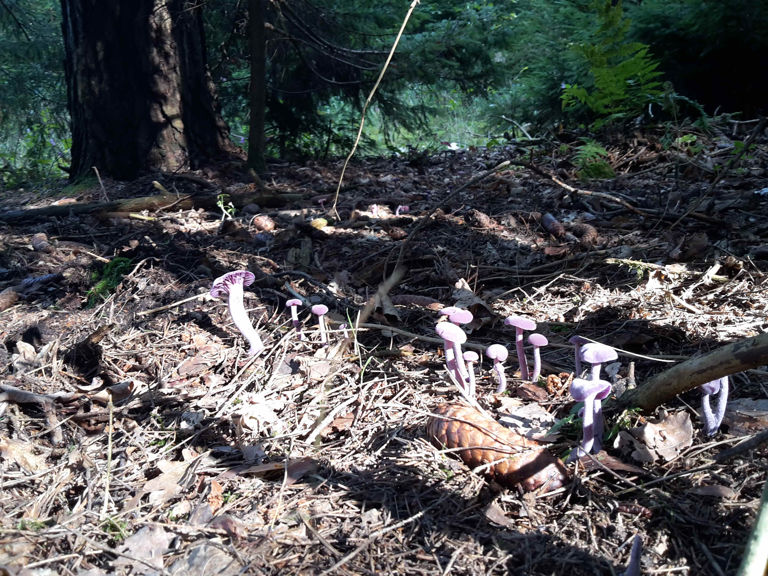 Ansammlung von <em>violetten Lacktrichterlingen</em> im Wald